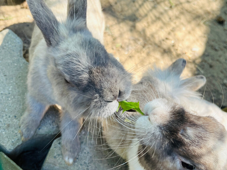Hasen essen gemeinsam Löwenzahn