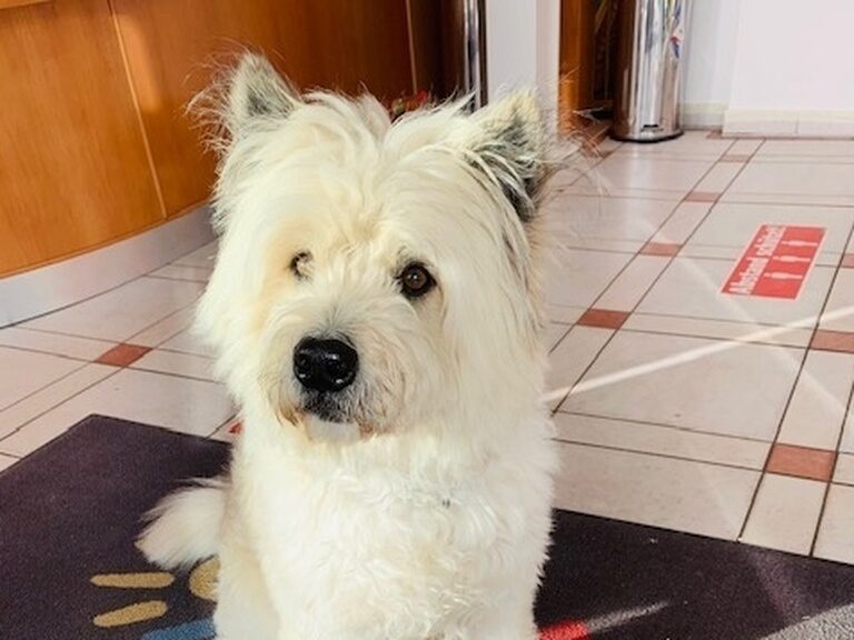 Süßer Hund steht neben Plüschtier Happy auf einer Matte