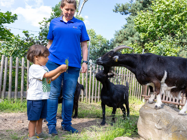 Kind und Betreuerin füttern Ziegen